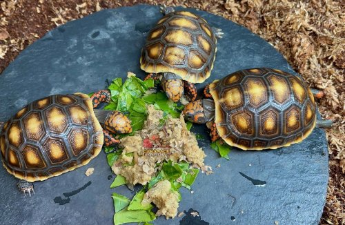 Carousel post from carapacecritters.