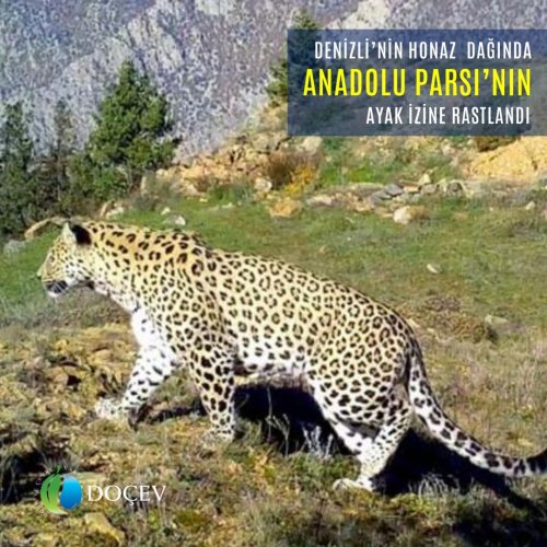 Photo post from dogavecevrevakfi.