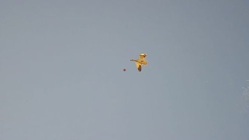 Video post from northernskiesoutfitters.