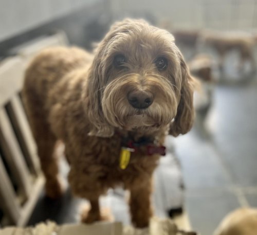 Carousel post from k9playtimedoggydaycare.