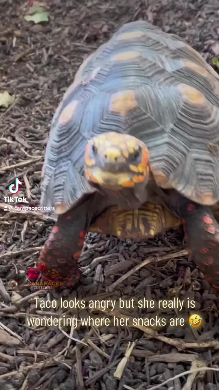 Video post from carapacecritters.