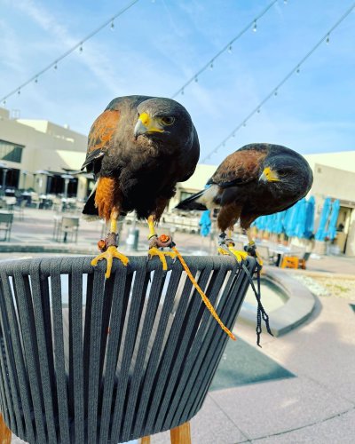 Photo post from desertkingsfalconry.