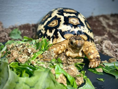 Carousel post from carapacecritters.