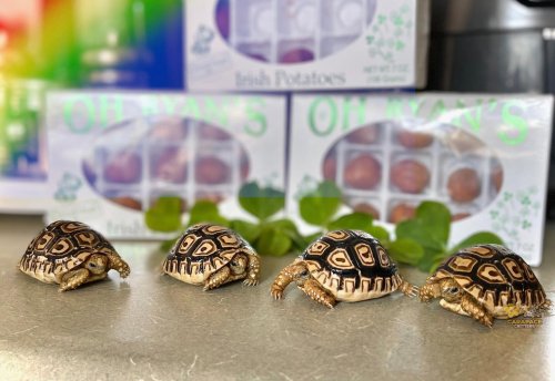 Photo post from carapacecritters.