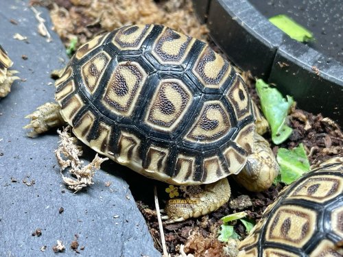 Photo post from carapacecritters.