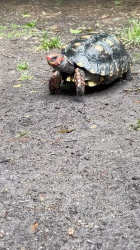 Video post from carapacecritters.