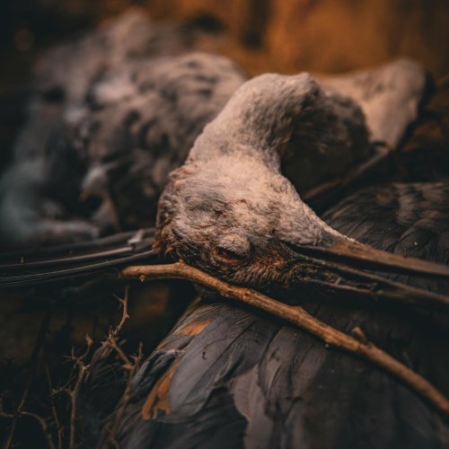 Photo post from northernskiesoutfitters.