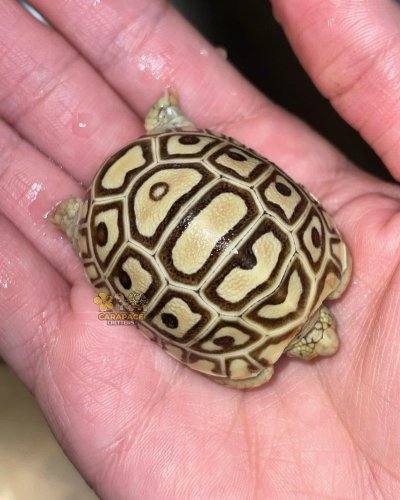 Photo post from carapacecritters.