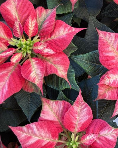 Photo post from blomsterborsen.