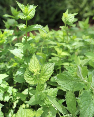 Carousel post from currumbinvalleyharvest.