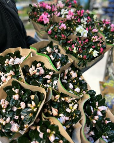 Photo post from blomsterborsen.