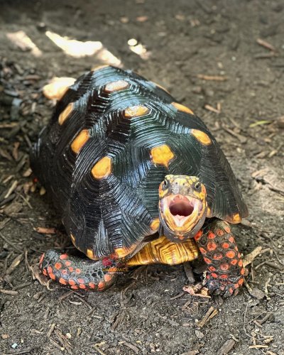 Photo post from carapacecritters.