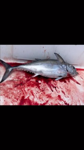 Video post from ejs_fishing_charters.