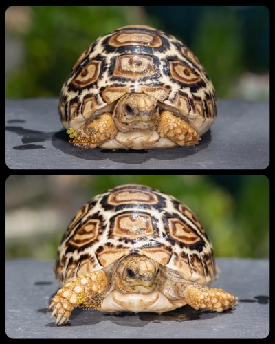 Photo post from carapacecritters.