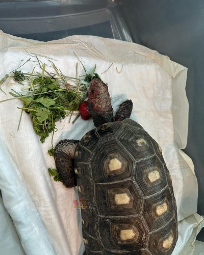 Photo post from carapacecritters.