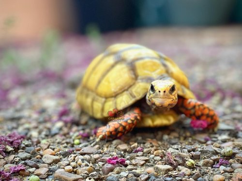 Photo post from carapacecritters.