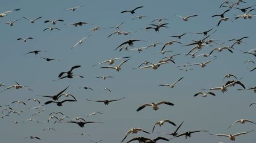 Video post from northernskiesoutfitters.