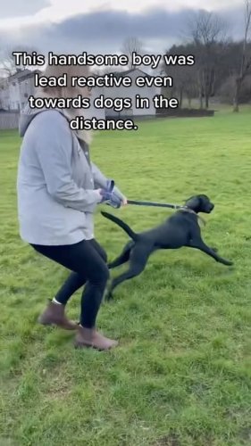 Video post from southenddogtraining.