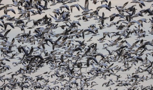 Photo post from northernskiesoutfitters.