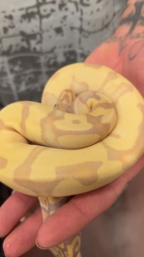 Video post from njexoticpets.