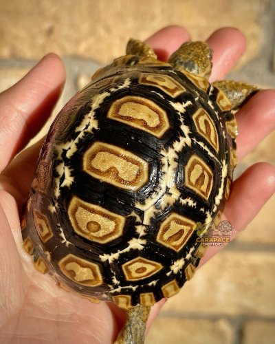 Photo post from carapacecritters.