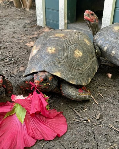 Photo post from carapacecritters.