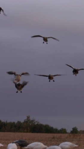 Video post from northernskiesoutfitters.