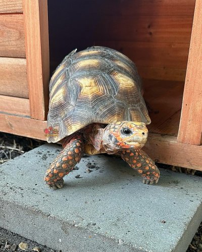 Photo post from carapacecritters.