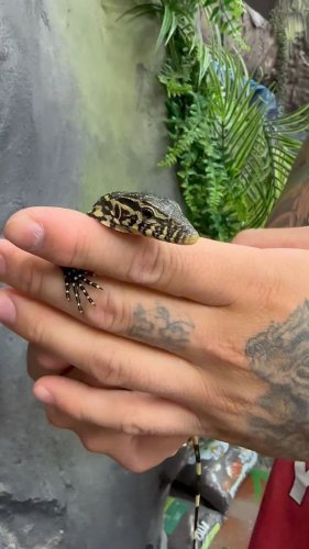 Video post from njexoticpets.