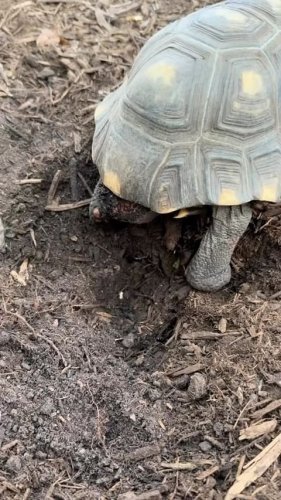 Video post from carapacecritters.