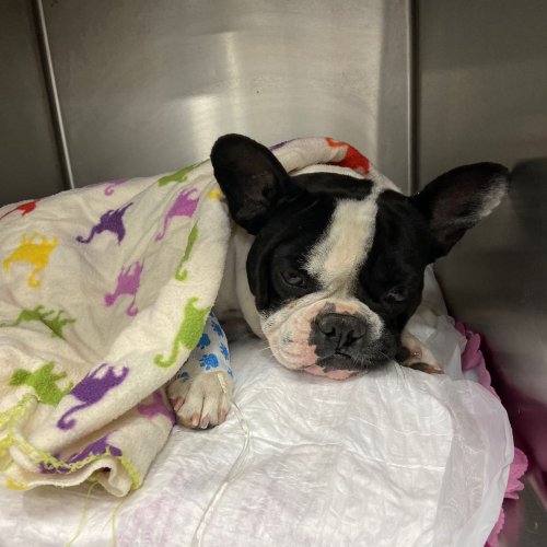 Carousel post from clinica_veterinaria_dourosul.