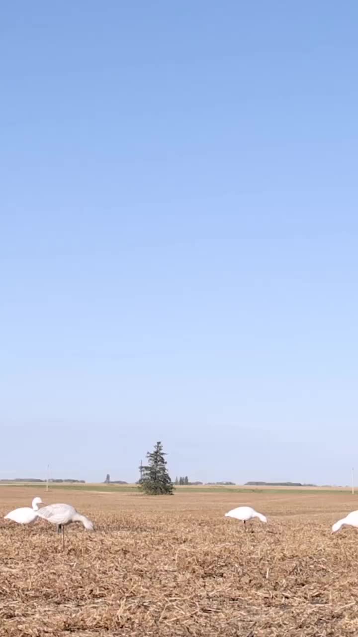 Video post from northernskiesoutfitters.