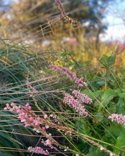 Photo post from sussexprairies.