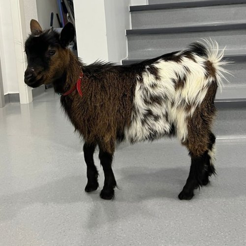 Carousel post from clinica_veterinaria_dourosul.