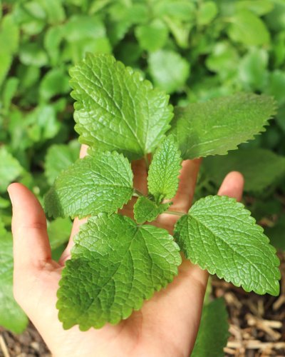 Carousel post from currumbinvalleyharvest.