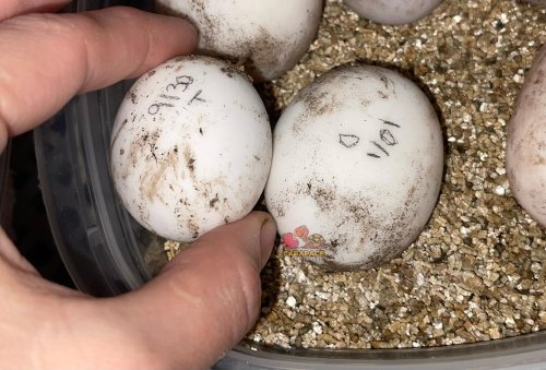 Photo post from carapacecritters.