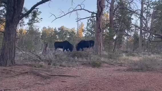 Video post from nwfoutdoors.