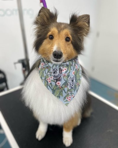 Carousel post from k9playtimedoggydaycare.