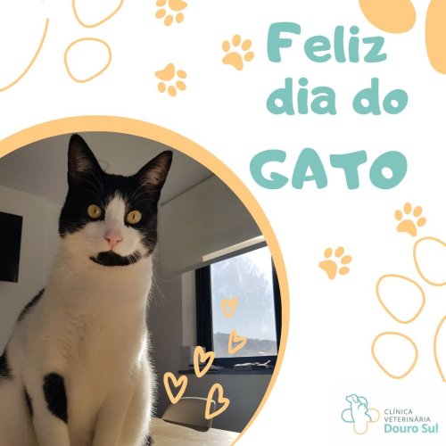 Photo post from clinica_veterinaria_dourosul.