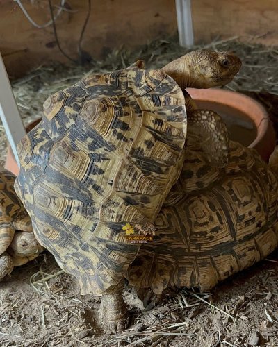 Photo post from carapacecritters.