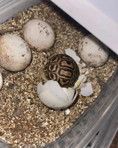 Photo post from carapacecritters.