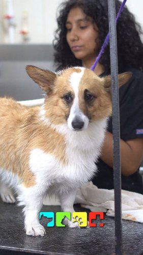 Video post from medicalpettj.