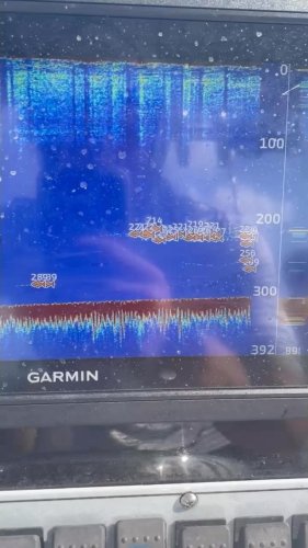 Video post from ejs_fishing_charters.