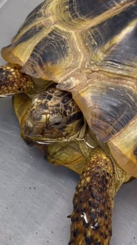 Video post from familyanimalhospitalcm.