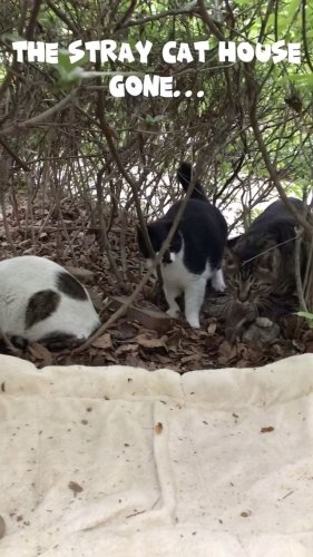 Video post from nydreamer7.