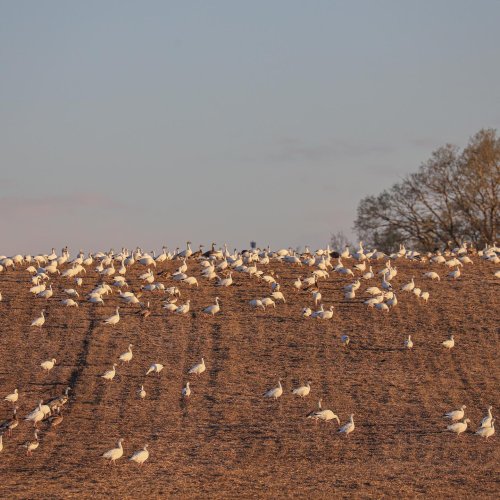 Photo post from northernskiesoutfitters.