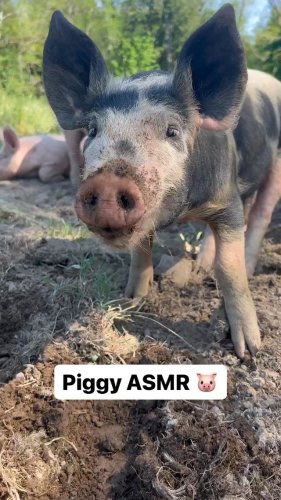 Video post from hungryhollowfarm.