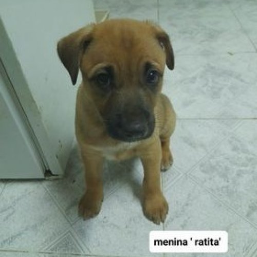 Carousel post from clinica_veterinaria_dourosul.
