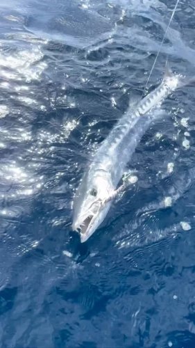 Video post from ejs_fishing_charters.