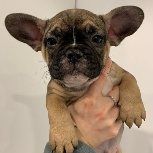 Carousel post from clinica_veterinaria_dourosul.